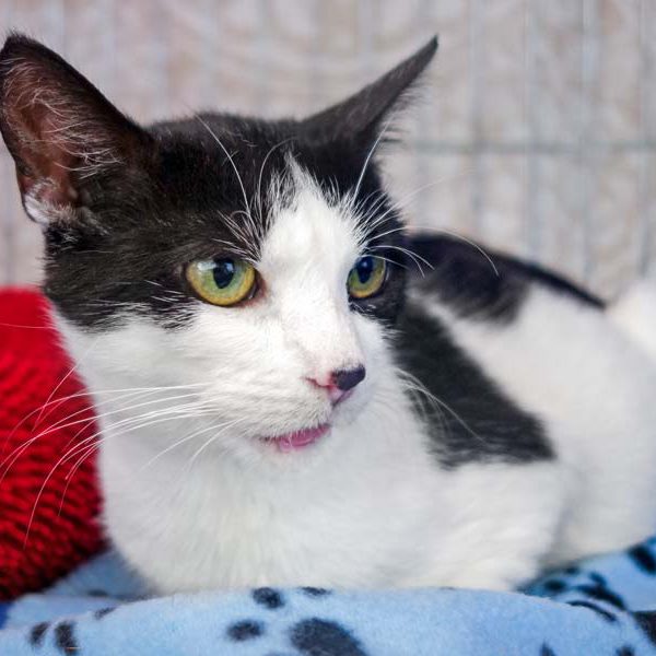 Kätzin Lisanna / © 2016 Arche KaNaum (JM)