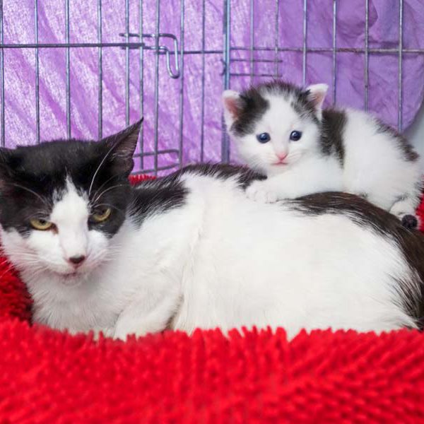 Mama-Kätzin Lisanna mit Söhnchen Lisandro / © 2016 Arche KaNaum (JM)