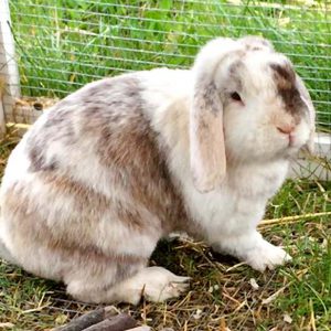 Kaninchenbock Snoopy / © 2016 Arche KaNaum (AE) Kaninchenbock Snoopy / © 2016 Arche KaNaum (AE)