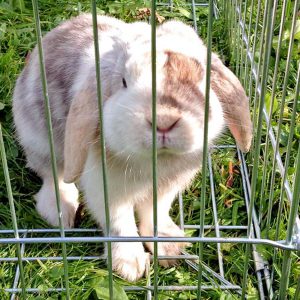 Kaninchenbock Snoopy / © 2016 Arche KaNaum (AE) Kaninchenbock Snoopy / © 2016 Arche KaNaum (AE)