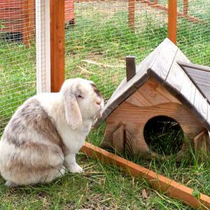 Kaninchenbock Snoopy / © 2016 Arche KaNaum (AE) Kaninchenbock Snoopy / © 2016 Arche KaNaum (AE)