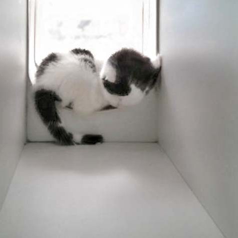 Katerchen Lisandro / © 2016 Arche KaNaum (DN) Katerchen Lisandro / © 2016 Arche KaNaum (DN)