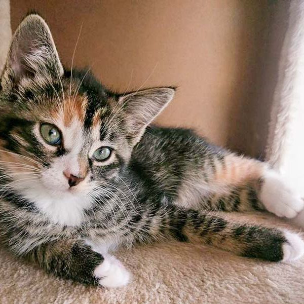 Kätzin Anni / © 2016 Arche KaNaum (OS)