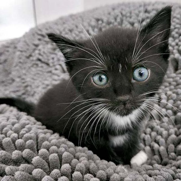 Katerchen Flip / © 2016 Arche KaNaum (OS)