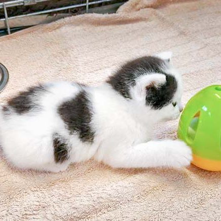 Katerchen Lisandro / © 2016 Arche KaNaum (OS) Katerchen Lisandro / © 2016 Arche KaNaum (OS)