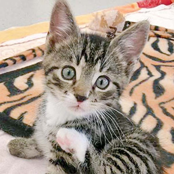 Katerchen Ole / © 2016 Arche KaNaum (OS)