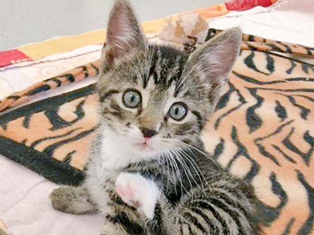 Katerchen Ole / © 2016 Arche KaNaum (OS)