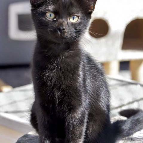 Kätzin Lakritz  / © 2016 Arche KaNaum (JM) Kätzin Lakritz / © 2016 Arche KaNaum (JM)