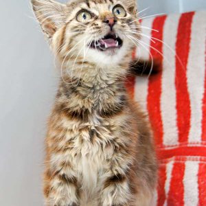 Kätzin Punky / © 2016 Arche KaNaum (DN)