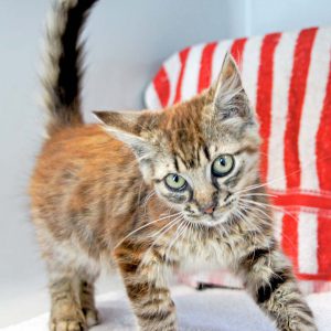 Kätzin Punky / © 2016 Arche KaNaum (DN)