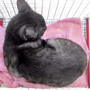 Katze aus der Beschlagnahmung v. 25.08.'16 / © 2016 Arche KaNaum (DN)