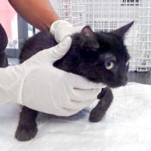 Katze aus der Beschlagnahmung v. 25.08.'16 / © 2016 Arche KaNaum (DN)