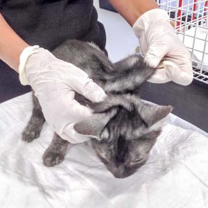 Katze aus der Beschlagnahmung v. 25.08.'16 / © 2016 Arche KaNaum (DN)