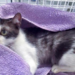 Katze aus der Beschlagnahmung v. 25.08.'16 / © 2016 Arche KaNaum (DN)