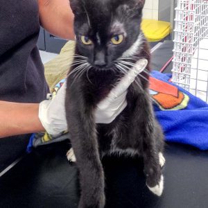 Katze aus der Beschlagnahmung v. 25.08.'16 / © 2016 Arche KaNaum (DN)