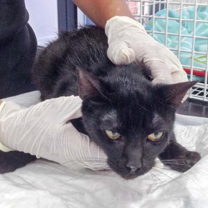 Katze aus der Beschlagnahmung v. 25.08.'16 / © 2016 Arche KaNaum (DN)