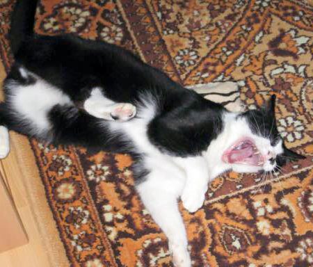 Kater Flecki (aka Point) im neuen Zuhause / © 29.08.'16 Privat