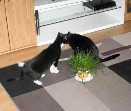 Kater Flecki (aka Point, l.) mit Freundin Kikki im neuen Zuhause / © 29.08.'16 Privat