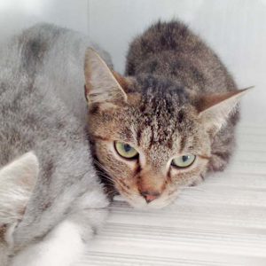 Katzen aus der Beschlagnahmung v. 25.08.'16, eingefangen am 31.08.'16 / © 2016 Arche KaNaum (DN)