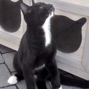 Kater Mäxchen / © 2016 Arche KaNaum (DN)