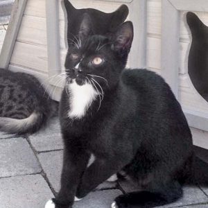 Kater Mäxchen / © 2016 Arche KaNaum (DN)