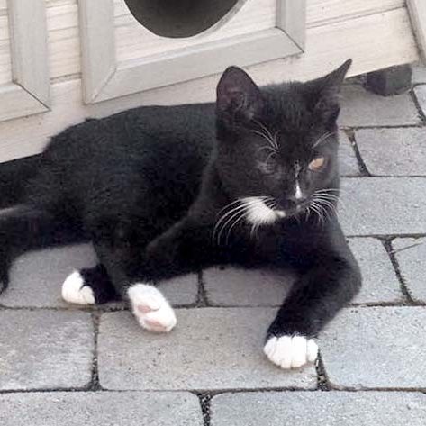 Kater Mäxchen / © 2016 Arche KaNaum (DN)