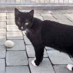 Kater Mäxchen / © 2016 Arche KaNaum (DN)