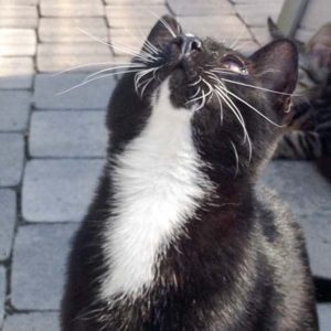 Kater Mäxchen / © 2016 Arche KaNaum (DN)