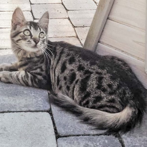 Kätzin Punky / © 2016 Arche KaNaum (DN) Kätzin Punky / © 2016 Arche KaNaum (DN)