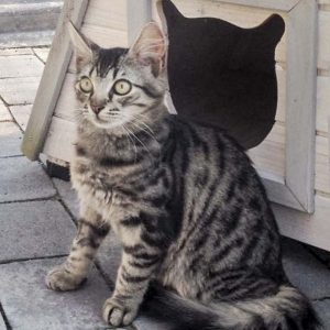 Kätzin Punky / © 2016 Arche KaNaum (DN)