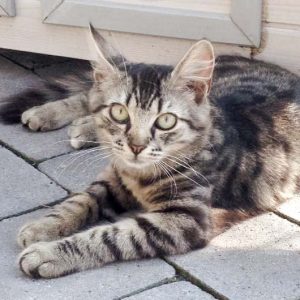 Kätzin Punky / © 2016 Arche KaNaum (DN)