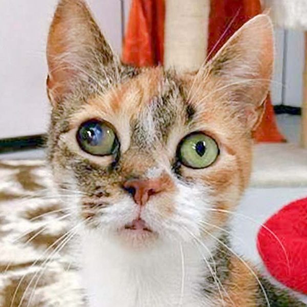 Kätzin Alea / © 2016 Arche KaNaum (OS) Kätzin Alea / © 2016 Arche KaNaum (OS)