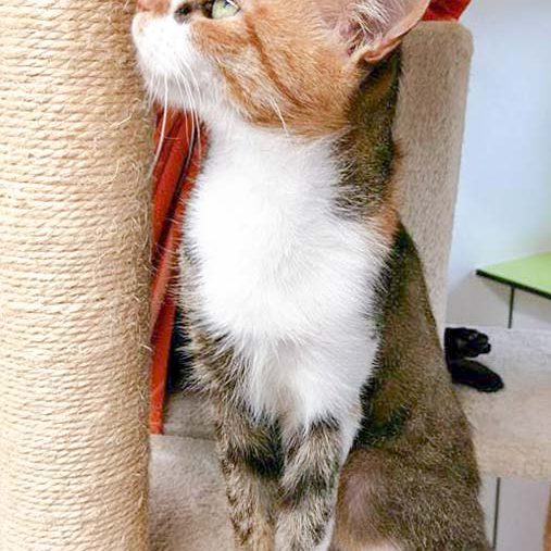 Kätzin Alea / © 2016 Arche KaNaum (OS) Kätzin Alea / © 2016 Arche KaNaum (OS)