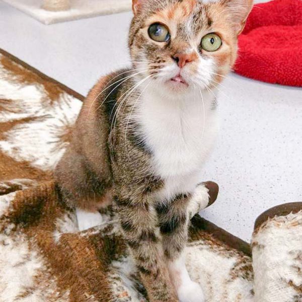 Kätzin Alea / © 2016 Arche KaNaum (OS) Kätzin Alea / © 2016 Arche KaNaum (OS)