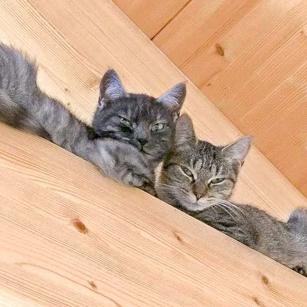 Kater Maro (l.) und Kätzin Lilou / © 2016 Arche KaNaum (OS) Kater Maro (l.) und Kätzin Lilou / © 2016 Arche KaNaum (OS)