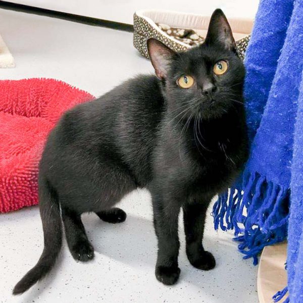 Kätzin Saba / © 2016 Arche KaNaum (OS)