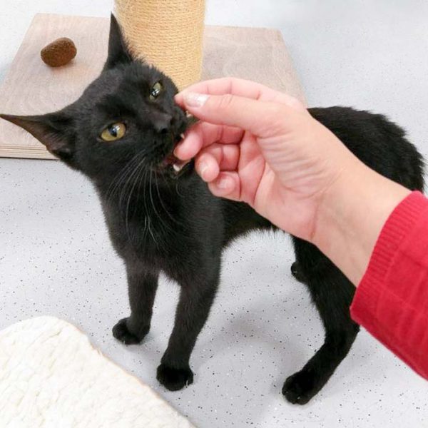 Kätzin Saba / © 2016 Arche KaNaum (OS)