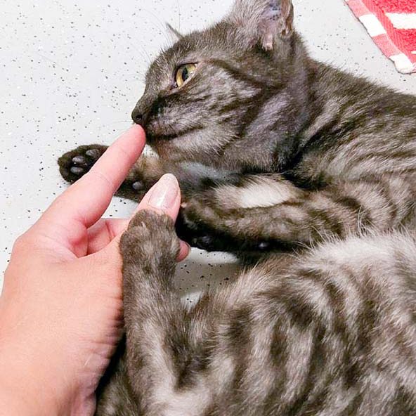 Kater Osmo / © 2016 Arche KaNaum (OS) Kater Osmo / © 2016 Arche KaNaum (OS)