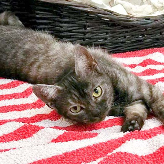 Kater Osmo / © 2016 Arche KaNaum (OS) Kater Osmo / © 2016 Arche KaNaum (OS)