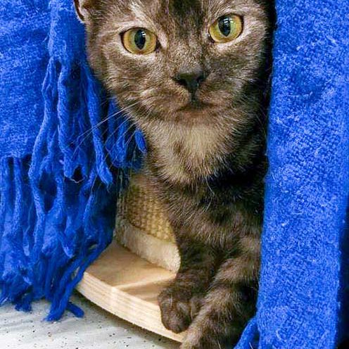 Kater Osmo / © 2016 Arche KaNaum (OS) Kater Osmo / © 2016 Arche KaNaum (OS)