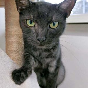 Kater Maro / © 2016 Arche KaNaum (OS)