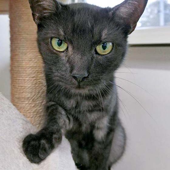 Kater Maro / © 2016 Arche KaNaum (OS) Kater Maro / © 2016 Arche KaNaum (OS)