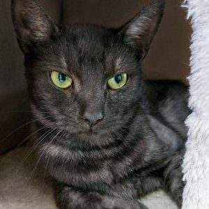 Kater Maro / © 2016 Arche KaNaum (OS)