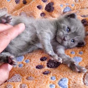 Kätzin Pixel / © 2016 Arche KaNaum (DN)