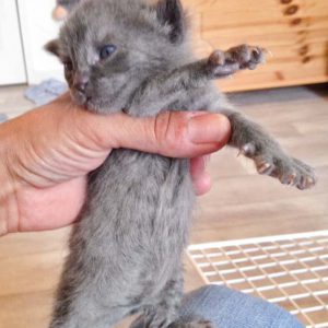 Kätzin Pixel / © 2016 Arche KaNaum (DN)