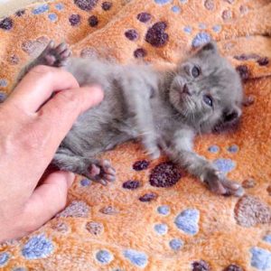 Kätzin Pixel / © 2016 Arche KaNaum (DN)