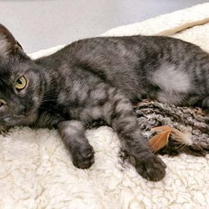 Kätzin Greta / © 2016 Arche KaNaum (OS)