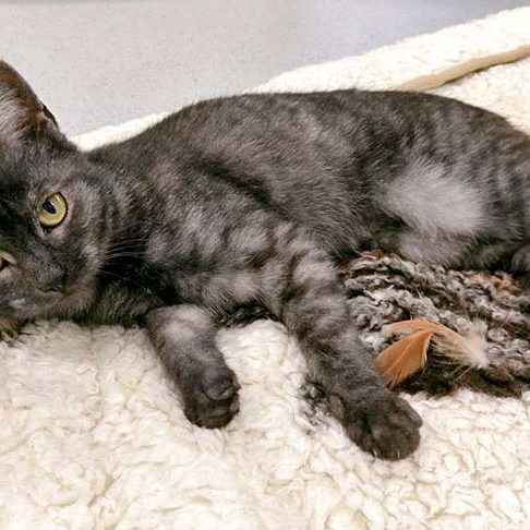 Kätzin Greta  / © 2016 Arche KaNaum (OS) Kätzin Greta / © 2016 Arche KaNaum (OS)