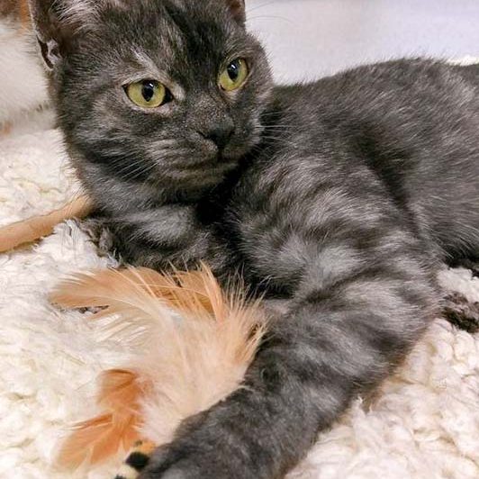 Kätzin Greta  / © 2016 Arche KaNaum (OS) Kätzin Greta / © 2016 Arche KaNaum (OS)