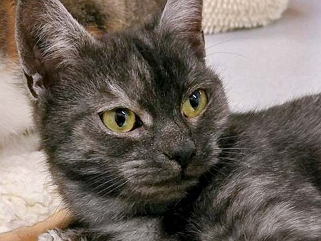 Kätzin Greta / © 2016 Arche KaNaum (OS)